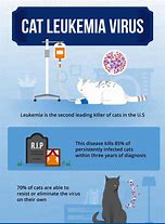 Image result for Feline Leukemia Symptoms in Cats