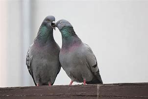 Image result for Fresh Pigeon Meme