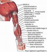 Image result for Human Arm Muscle Anatomy