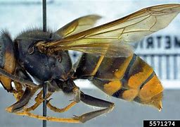 Image result for Japanese Giant Hornet Stingero