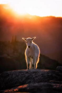 A baby mountain goat shines in the late afternoon sunlight. Taken in ...