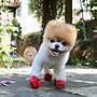 Image result for Cute Male Dog Names Unique