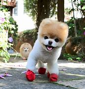 Image result for Cutest Puppy in the World Costume