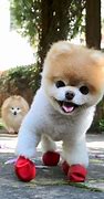 Image result for Best Dogs to Own