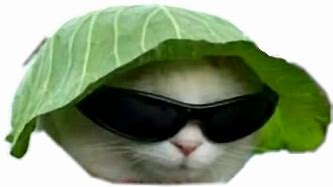 Image result for Cool Cat PFP