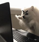 Image result for Funny Dog Typing
