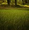 Image result for Grass Pattern for Photoshop