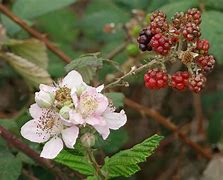 Image result for Rubus Boysenbes