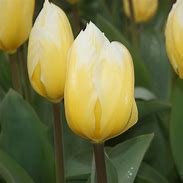Image result for Tulipa Sweetheart