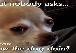 Image result for What the Dog Doing Meme