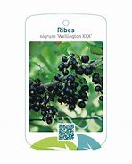 Image result for Ribes nigrum Wellington XXX