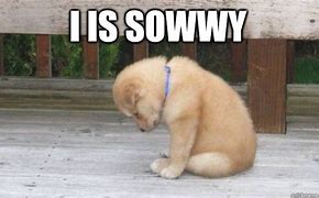 Image result for Sorry Cute Animal