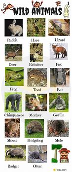 Image result for Wild Animals Names List