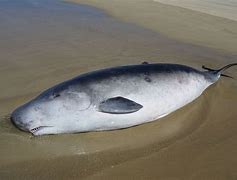 Image result for Pygmy Sperm Whale