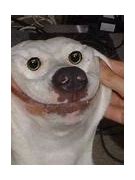 Image result for Frowning Dog Meme