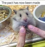 Image result for Hamster On iPod Meme