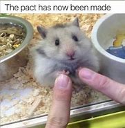 Image result for Chinese Hamster Meme