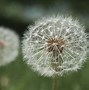 Image result for Types of Weeds UK