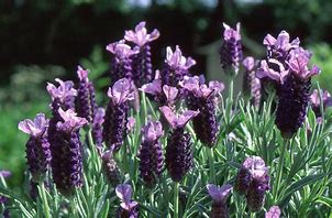 Bildergebnis für Lavandula stoechas