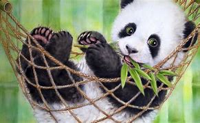 Image result for Cute Panda Sitting