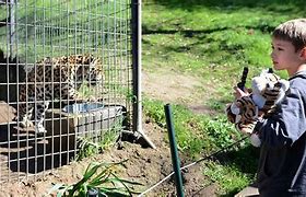 Image result for Cat Haven California