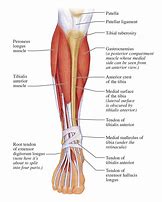 Image result for Anatomy of Shin