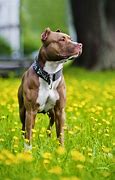 Image result for Marble Pit Bull