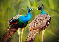 Image result for Real Peacock