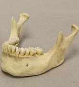 Image result for Real Human Skull Jawbone