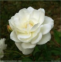 Image result for Rosa (F) Schneewittchen