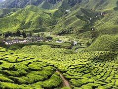 Image result for Cameron Highlands Malaysia Wallpaper