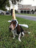 Image result for Dog with Unicorn Horn