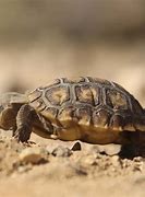 Image result for Desert tortoises euthanized