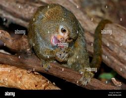 Image result for callithrix_pygmaea