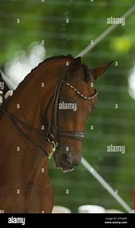 Image result for English Dressage Horse Bit