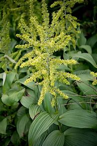 Image result for False Hellebore