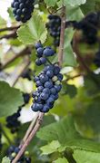 Image result for Disease-Free Grapes