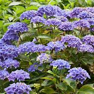 Image result for Hydrangea macrophylla Cote dAzur