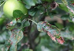 Image result for Apple Tree Scab Disease
