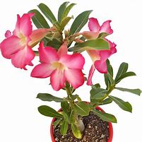 Image result for Pink Desert Flowers