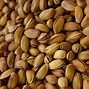 Image result for Pistachio Nut Tree