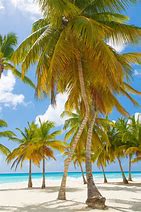 Image result for Caribbean Palm Trees