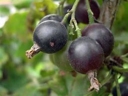 Image result for Ribes Caseille