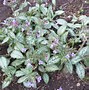 Image result for Pulmonaria officinalis White Wings