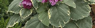 Image result for Clerodendrum bungei Pink Diamond