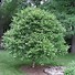 Image result for Dwarf Pear Trees Types