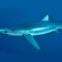 Image result for BAPE Shark Blue