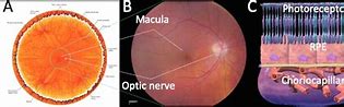 Image result for Anatomy of Retina