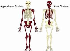 Image result for axial