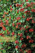 Image result for Lonicera brownii Dropmore Scarlet